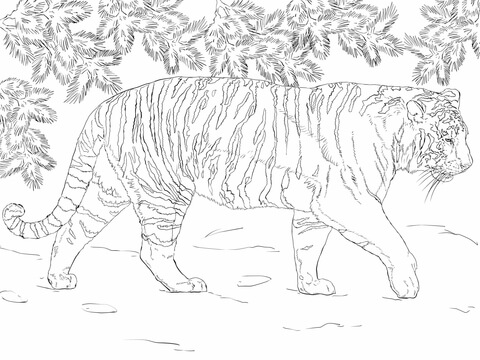 Siberian Tiger Coloring Page